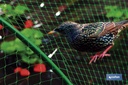Imagen Adicional de Malla Anti pájaros